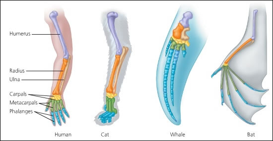 Homologous Structures