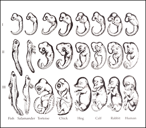 Romanes 1892 copy of Haeckel's controversial embryological drawings.